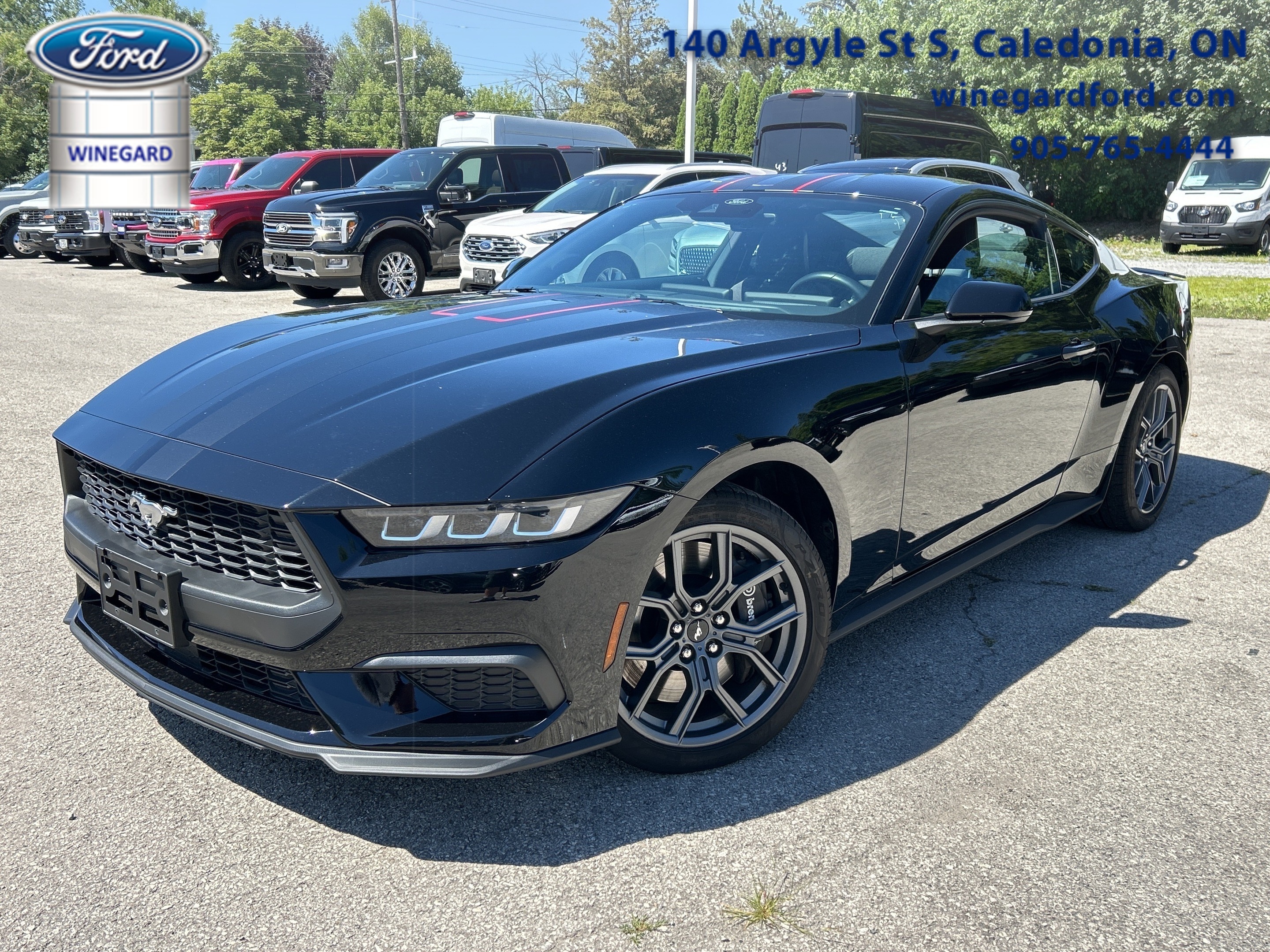 2024 Ford Mustang EcoBoost  - Local - One owner